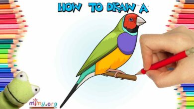 how to draw a finch