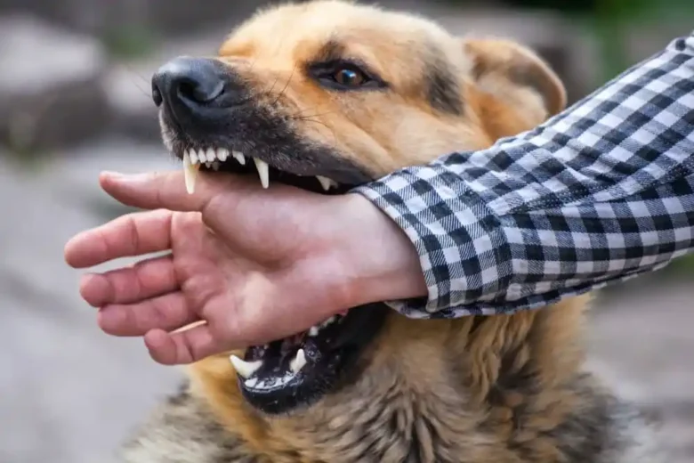 pittsburgh lawyer dog bite