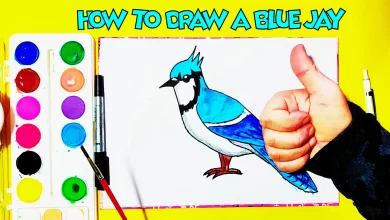 how to draw a blue jay