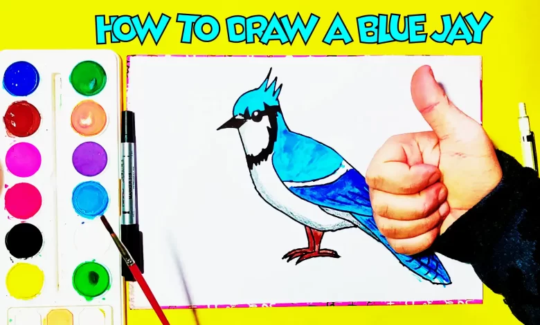 how to draw a blue jay